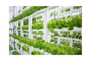 Mixing Hydroponic Nutrients: A Comprehensive Guide
