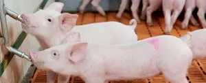 Élevage porcin
