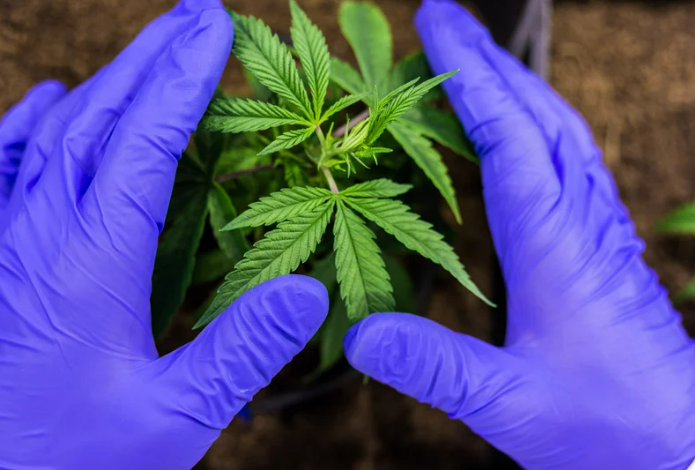 Améliorer la croissance avec l'engrais de cannabis et le dosatron - img2