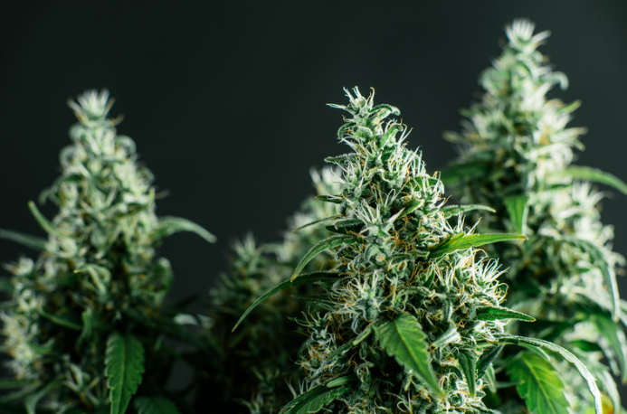 Améliorer la croissance avec l'engrais de cannabis et le dosatron - img1