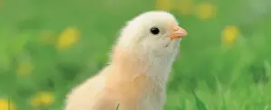 Allevamento di pollame