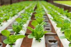 Mixing Hydroponic Nutrients: A Comprehensive Guide