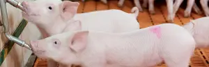 豚の飼育