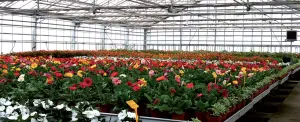 greenhouse-nursery